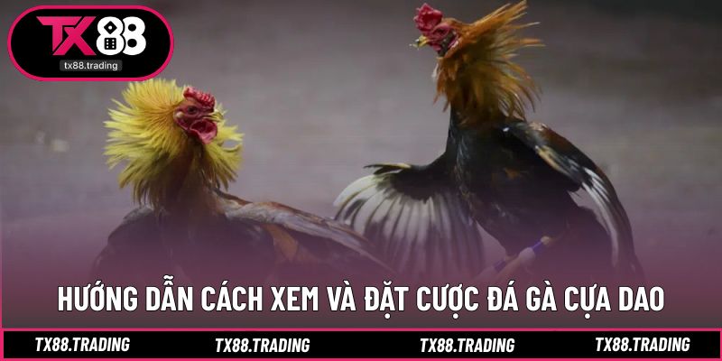 Các bước cần thiết giúp theo dõi và đặt cược an toàn