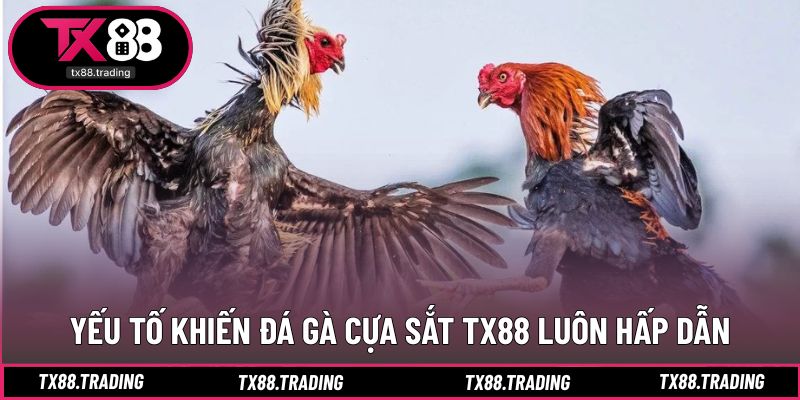 Các điểm tạo nên sức hút đặc trưng của đá gà cựa sắt