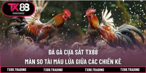 Đá Gà Cựa Sắt
