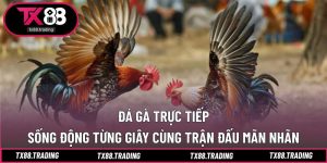 Đá Gà Trực Tiếp