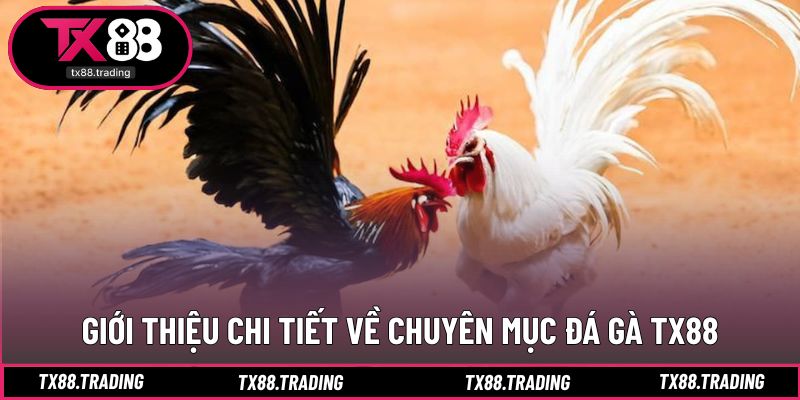 Trải nghiệm thực tế hấp dẫn tại TX88